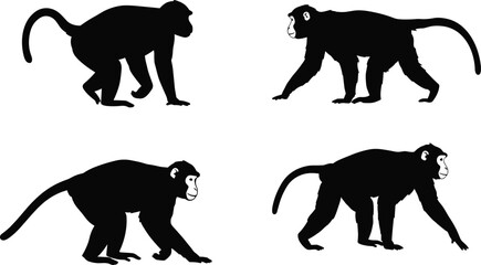 Vector illustration of monkey silhouettes in walking poses, black primate graphics, wild animal icons, cartoon style jungle wildlife, isolated © Momotaj Contributor