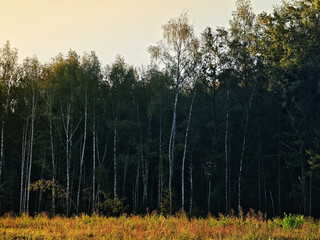 Forest during fall sunset landscape background