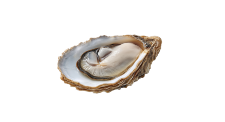 Open oyster seafood image clean environment professional photography culinary concept