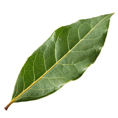 Green leaf isolated on a transparent background
