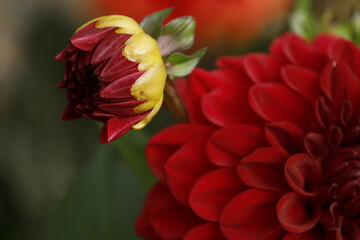 red dahlia flower