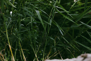 Fresh green reeds, capturing their texture and intricate details. Vibrant green reeds in natural light.