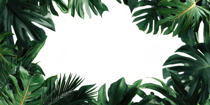 Tropical Palm Leaves Border PNG – Green Coconut Tree Foliage Top Frame Transparent Background