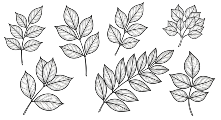 Leaf illustration on a transparent background. Pinnate and palmate forms, ideal for scientific and decorative use with their vein structures, black and white botanical illustration, png.