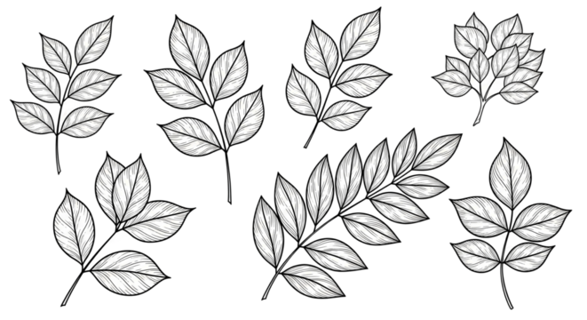 Leaf illustration on a transparent background. Pinnate and palmate forms, ideal for scientific and decorative use with their vein structures, black and white botanical illustration, png.
