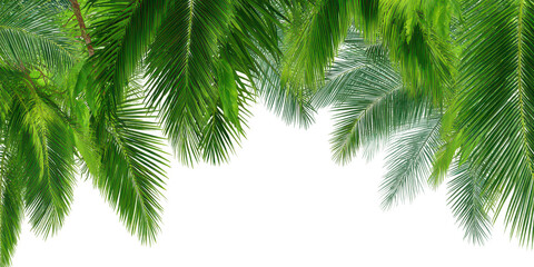 Naklejka premium Tropical Palm Leaves Border PNG – Green Coconut Tree Foliage Top Frame Transparent Background