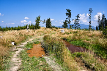 tourist trail on a dirt road in a meadow in the Beskidy mountains