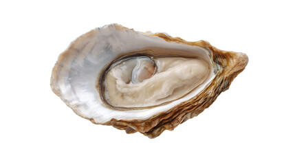 Oysters open on top view isolated on transparent background food photography 