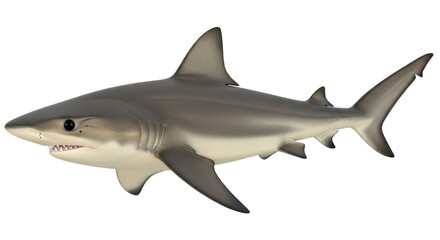 Isolated Shark