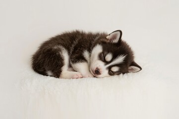 Sleeping Husky Puppy Studio White Background
