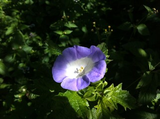 violet flowe with white in centre in the garden