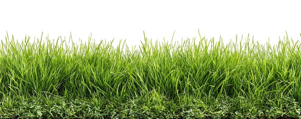 Fototapeta premium Vibrant green grass field textured background realistic 3d rendering isolated on white for design