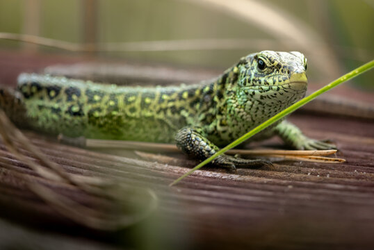Jaszczurka zwinka siedząca na pomoście