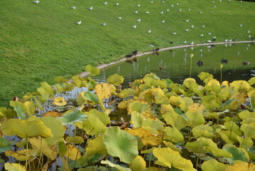 Bassin aux lotus au jardin