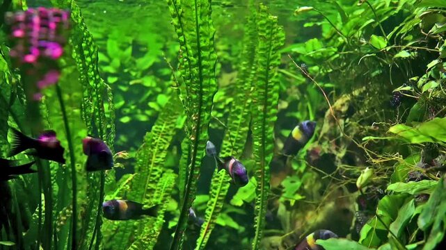 Aquarium fishes Tropheus Duboisi swimming in aquarium among green algae. Slow motion ultra HD video of African cichlids