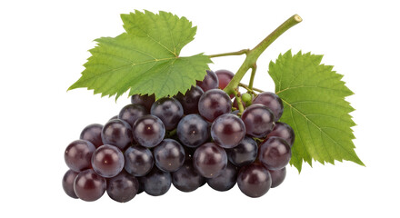 Isolated Bunch of Purple Grapes