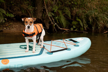 Jack Russell Terrier dog wearing life jacket paddling on SUP board on river