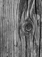 Monochrome gray texture of old wood board.