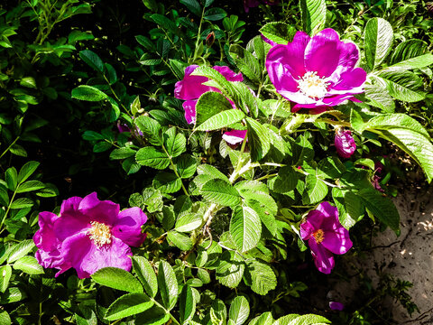 Close up of pink, wild rose flofer.