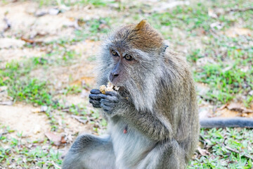 Long tailed macaque enjoying peanuts in penang, malaysia