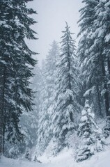 Naklejka premium WINTER SEASON