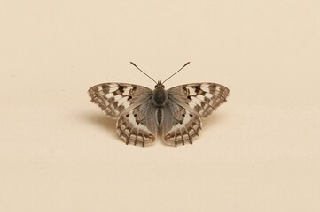 Obraz premium Beige background butterfly studio shot