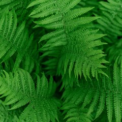Obraz premium Close-up of lush fern fronds