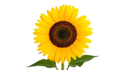 Fototapeta premium A vibrant sunflower with bright yellow petals and a dark brown center stands tall against a clean white background, showcasing its natural beauty.