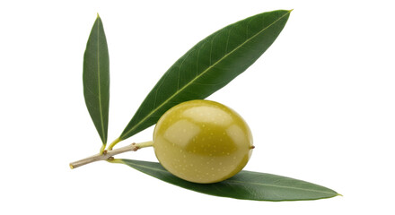 Isolated Green Olive on Branch