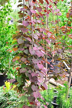 Cercis canadensis, Redbud 'Ruby Falls' 