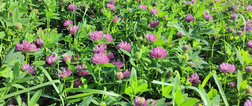 Red clover swaying in the wind, red clover field, red medicinal clover (Trifolium rubens), folk medicine, herbal treatment