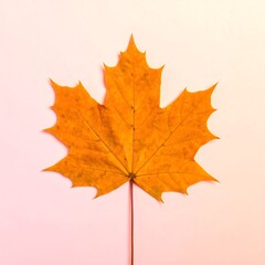 Fototapeta premium A single vibrant orange maple leaf on a light pink background with a subtle gradient.