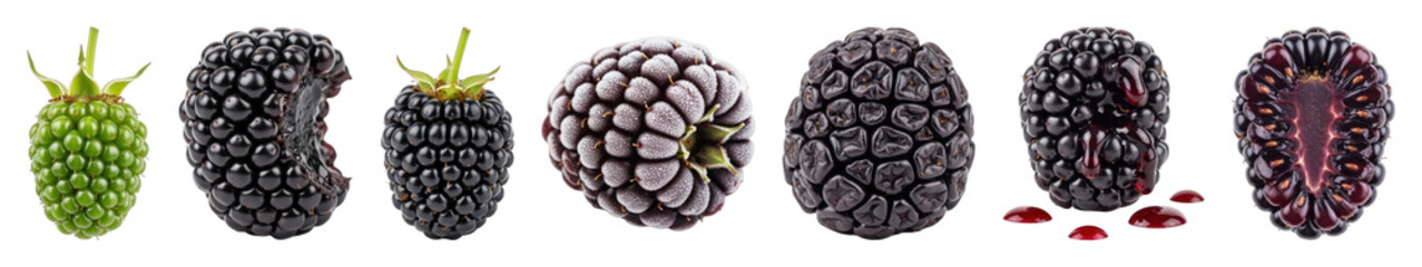 Obraz premium Blackberry set including unripe, ripe, frozen, shriveled, juicy, and halved stages isolated. Healthy food collection.