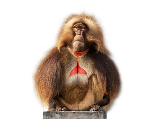 Gelanda baboon sits on a wooden board isolated on a white background. (Theropitecus gelanda)