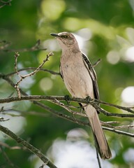 Northern Mockingbird on Branch