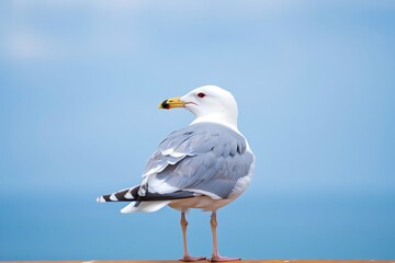 Obraz premium Seagull, close up portrait of bird on the beach with dark blue sea on background.