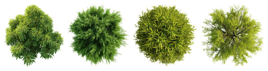 Lush green foliage variations