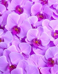 Fototapeta premium Close-up of many light purple orchids