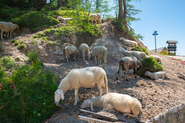 A flock of sheep resting and grazing on a rocky hillside surrounded by forest vegetation and...