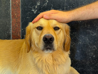 Golden retriever dog being petted. Human connection, loyalty, and emotional bond with domestic...
