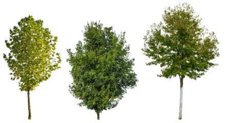 Tree collection, green trees isolated on white background, trees for exterior design.