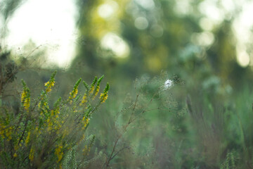 morning dew on the meadow