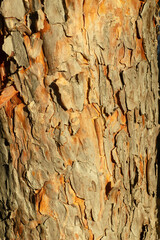 tree bark texture