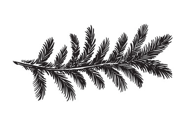 Black fir branch on a white background, hand drawn