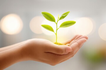 Young Plant Growing in Hand Against Soft Background with Light