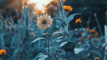 Stunning Single White Flower in Teal Garden Bloom