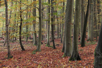 Autumn forest with tree trunks and fallen leaves covering the ground