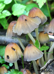Coprinellus silvaticus mushrooms growing in nature