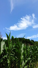 Fototapeta premium Cornfield under a bright blue sky