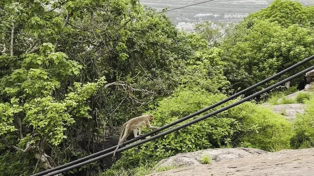 A Monkey playing in open feild in nature hill top view